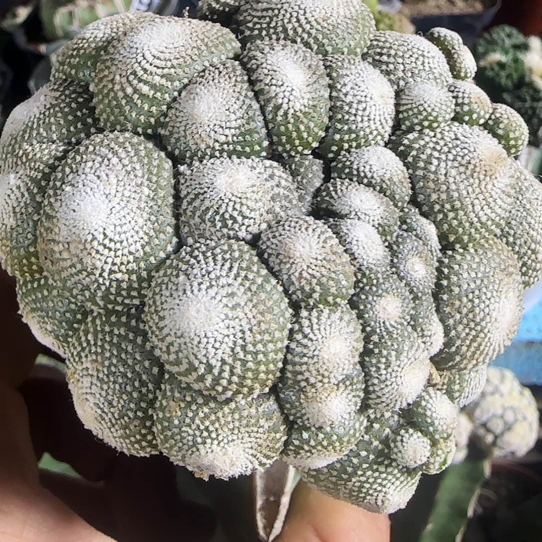 松露玉985仙人球开花