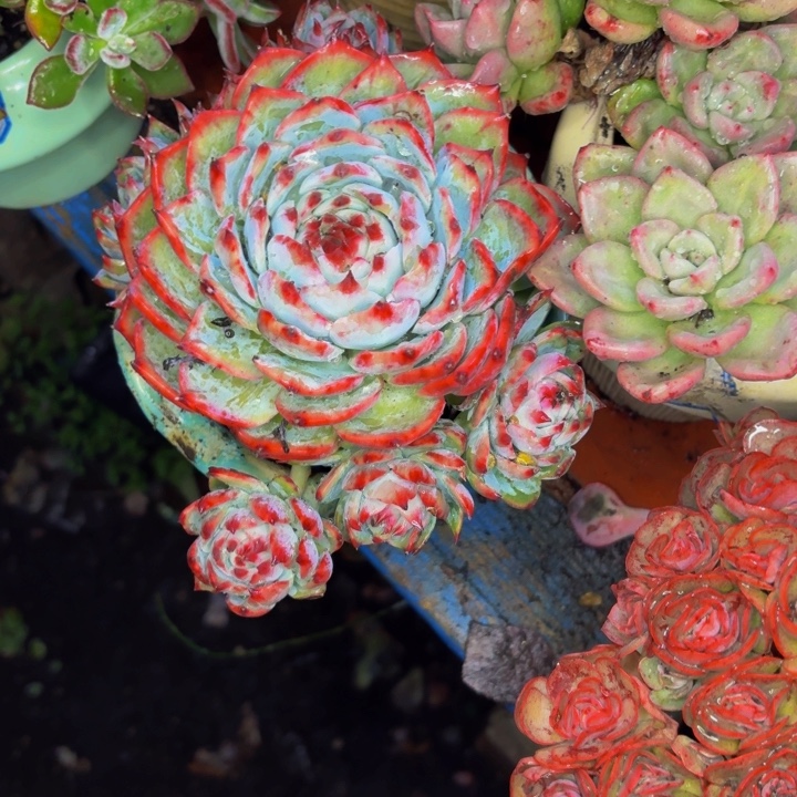 穿***越老桩精品肉肉金活仙子