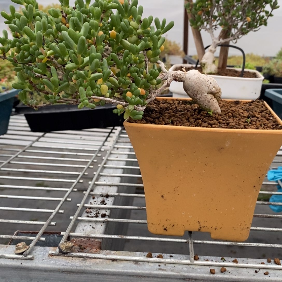 田***螂24嫁接小爱心。               