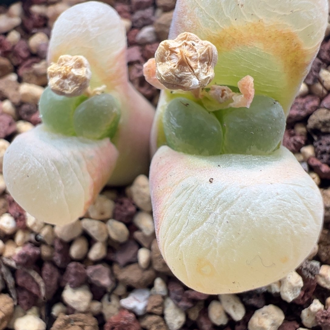 738青蛙优选1089鲑鱼粉四年半双头母本