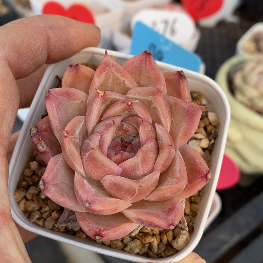 精品多肉一物一拍不包整206