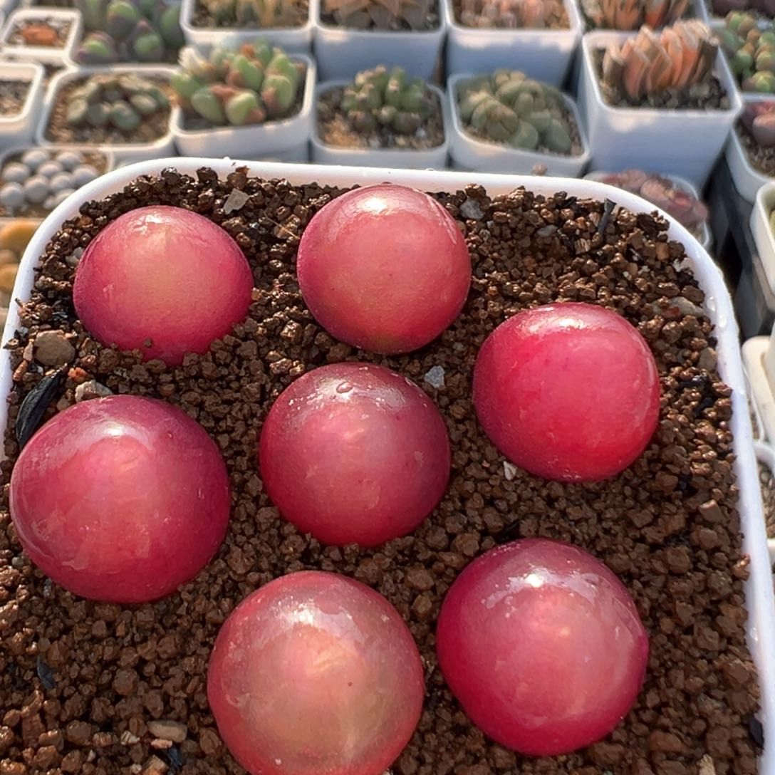 136多肉植物百科知识