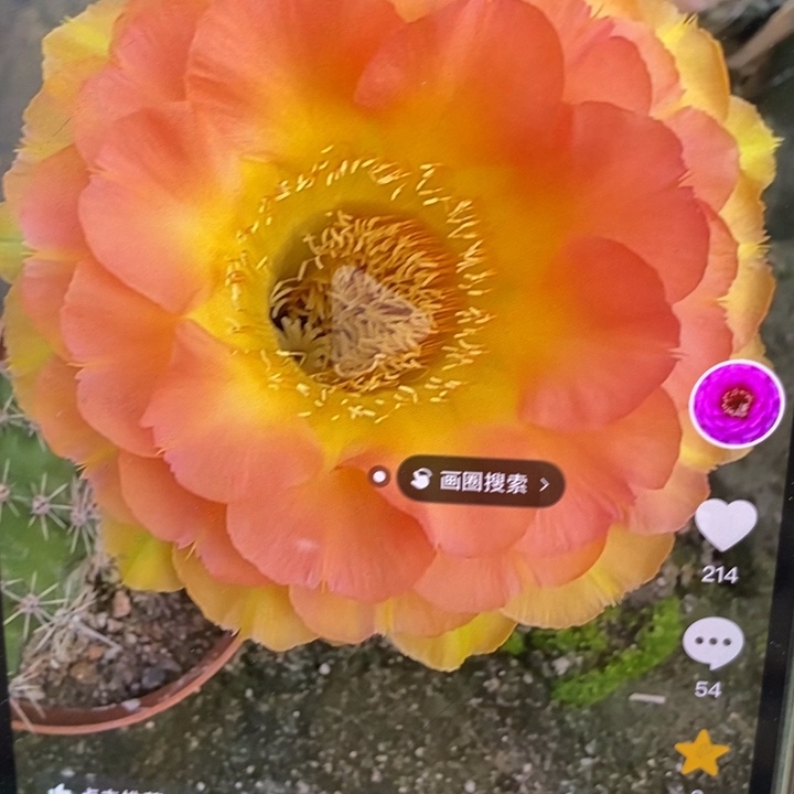 彩草2536侧芽2.7公分左右干皮