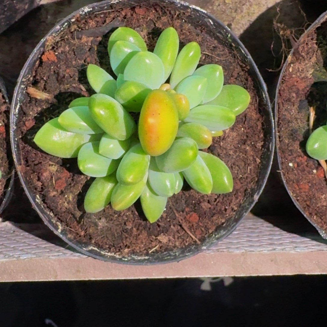 牛油果 叶插 一物一拍