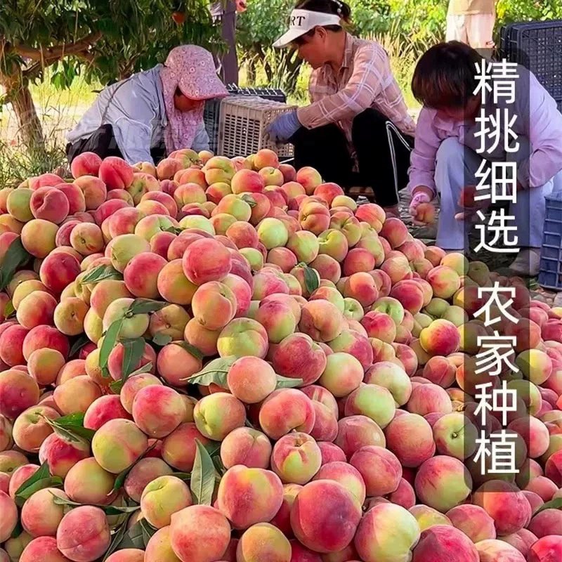 云南大理冬桃雪蜜脆甜毛桃新鲜水果整箱当季现摘5斤桃子新鲜蜜桃