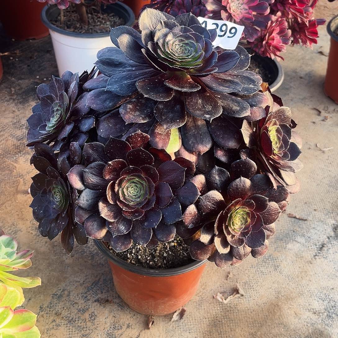 多肉植物黑美人299多肉