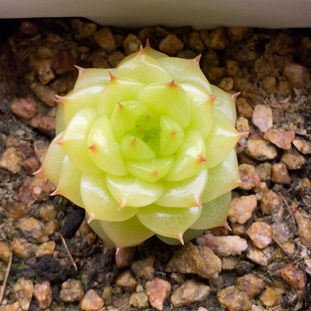 【闪购商品】15-176