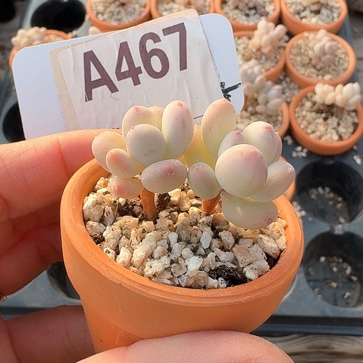 仙**、x b x x cv b x f h h 467