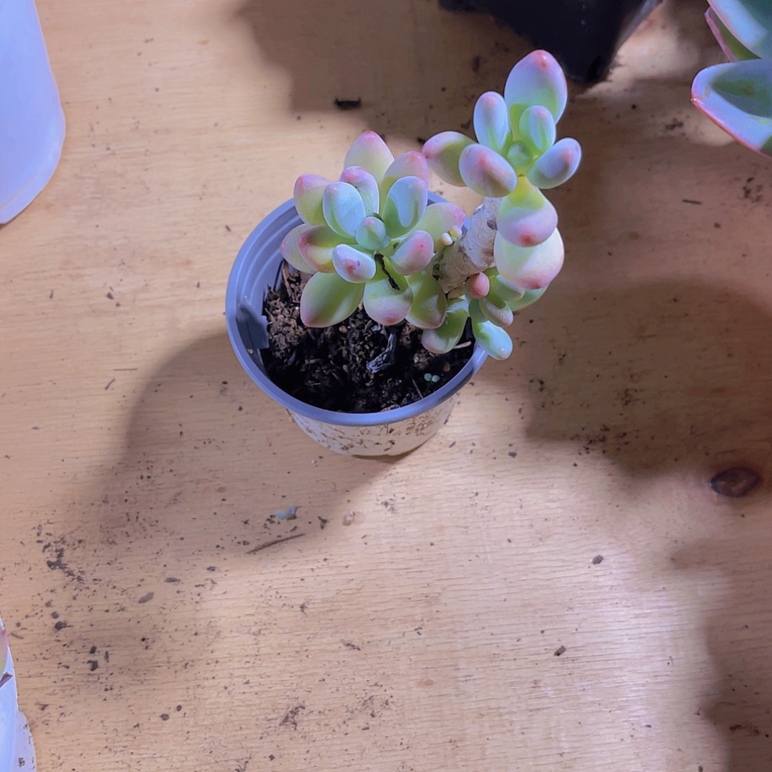 用****儿000000000000000000353