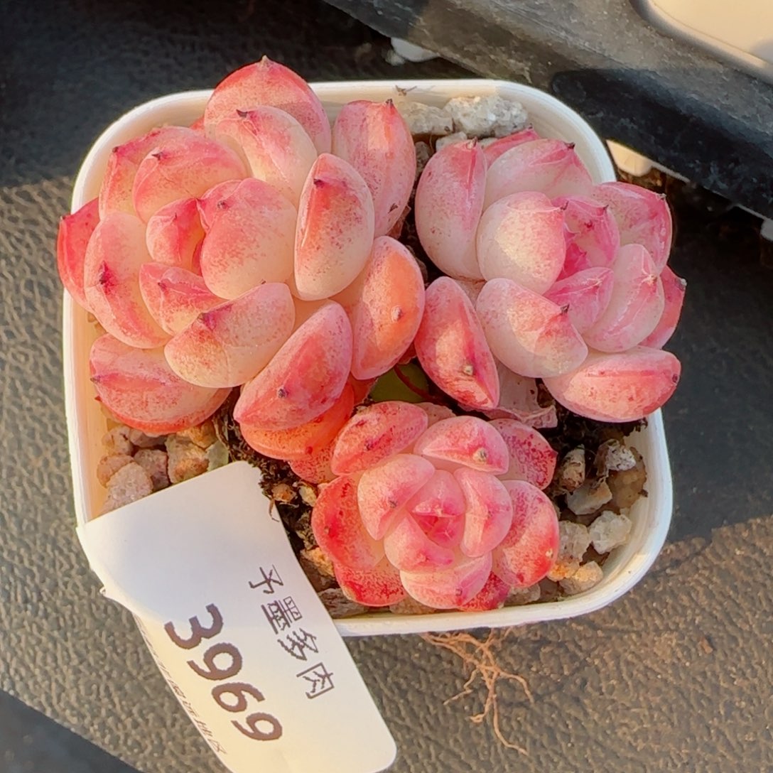 森林玫果，3969多肉植物