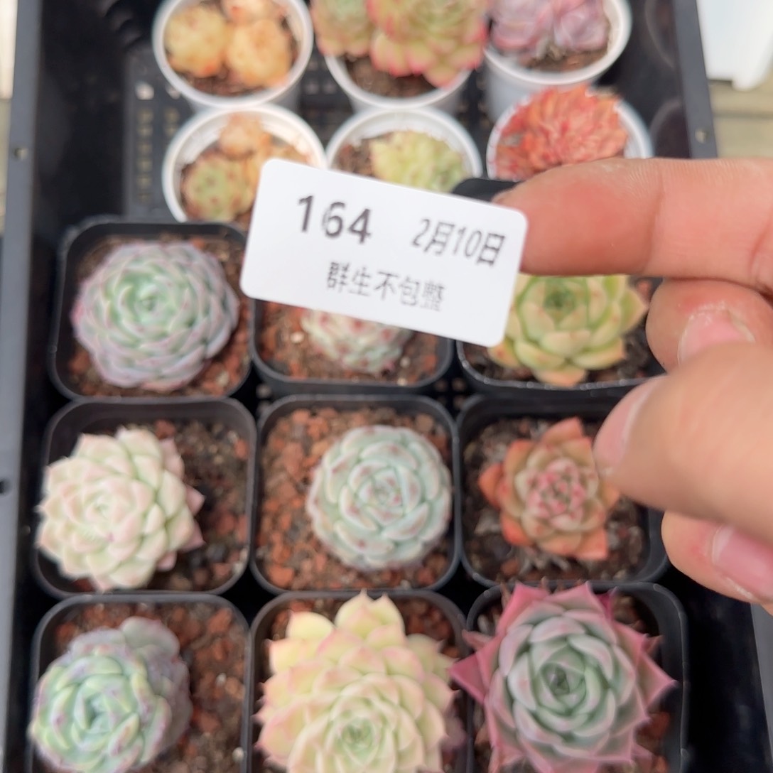 框拍框拍0210-164