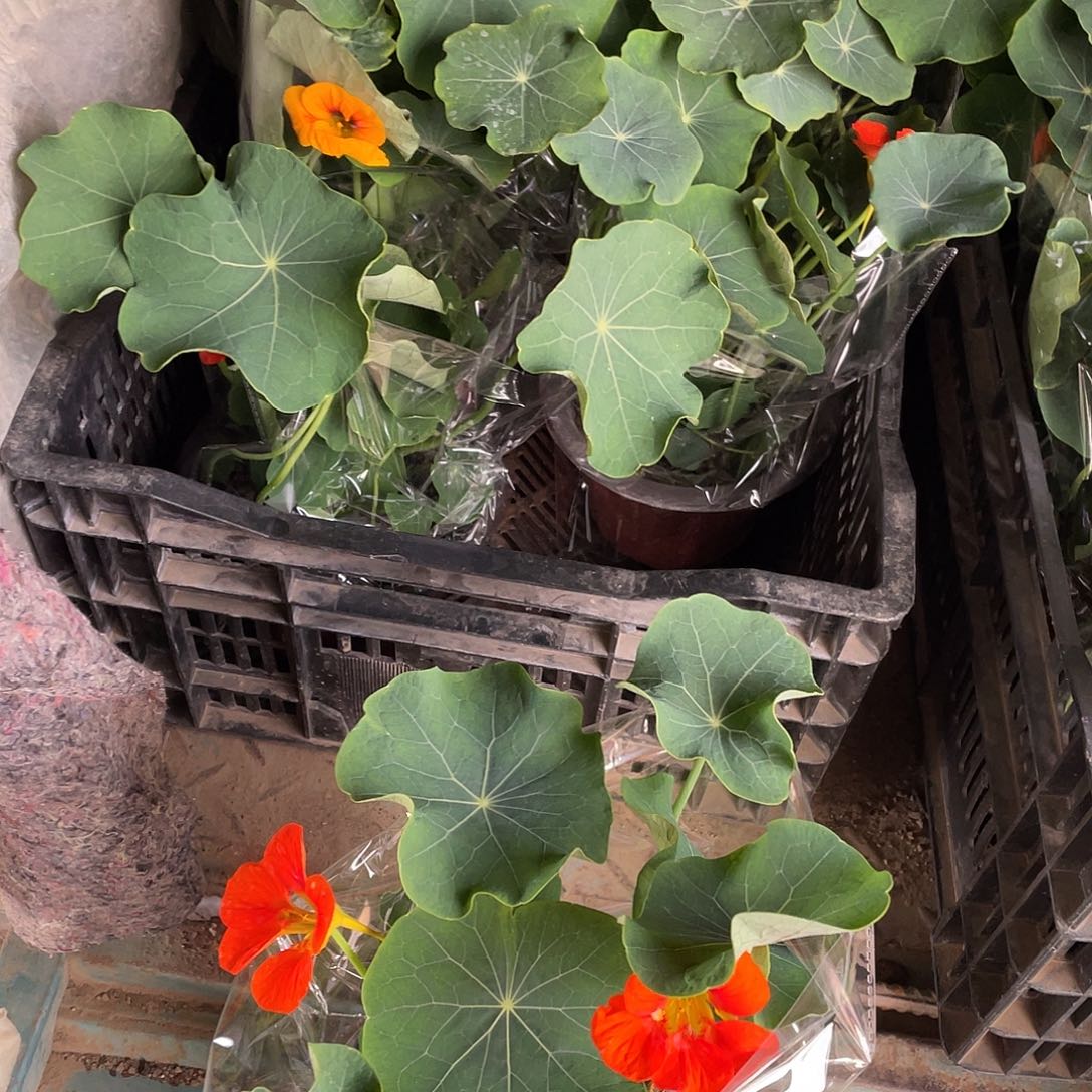 完全开放旱金莲拍一发二