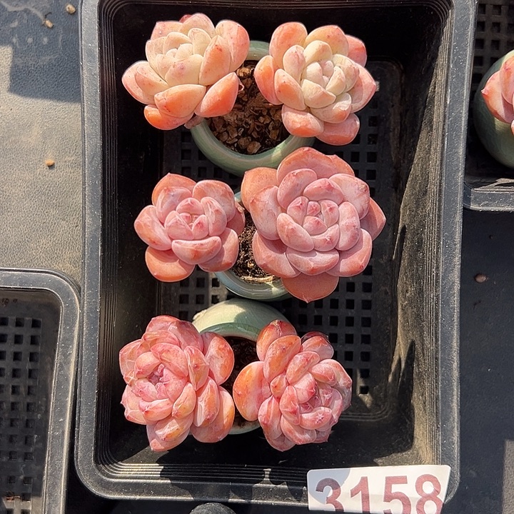 3158，三个双头带盆