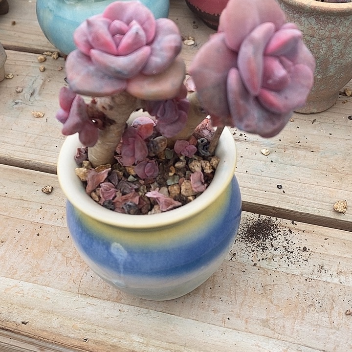 胭脂精品多肉  彩虹糖008