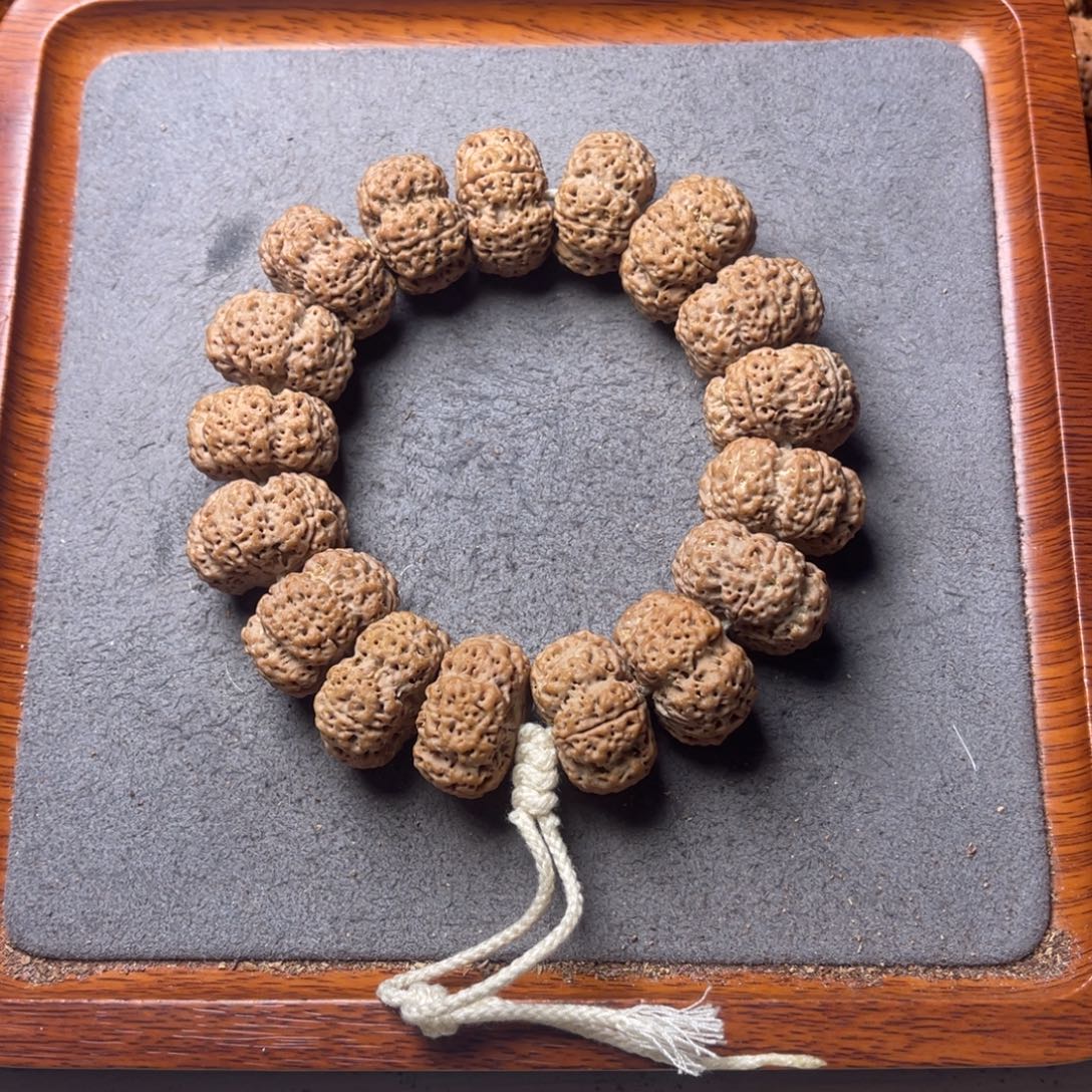 菩提22号金刚菩提新籽梁梅花夹板23.5/24