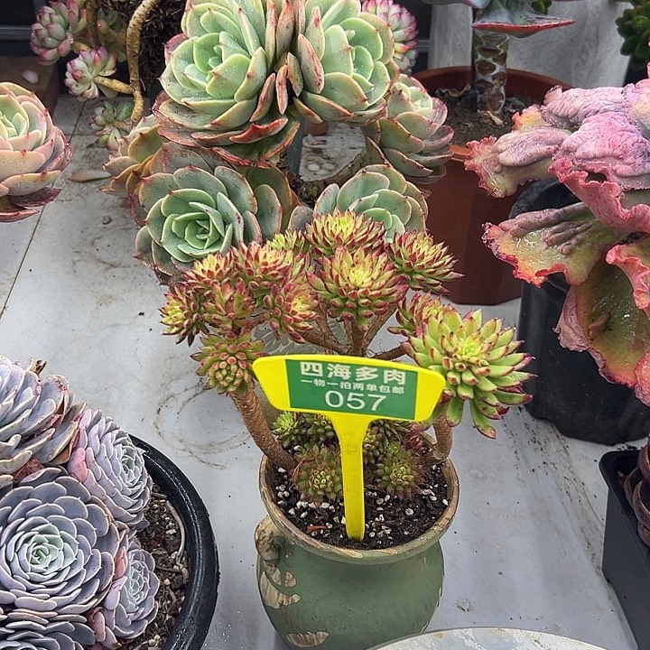 月***儿红灰电多肉植物生长057