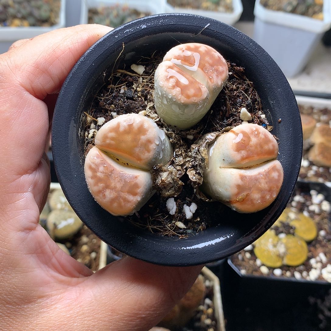 ?****&E175多肉植物保护