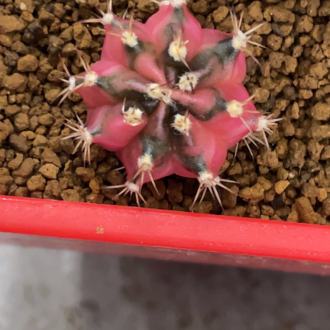 轻***风当前无花朵，栽培后可花朵小马克