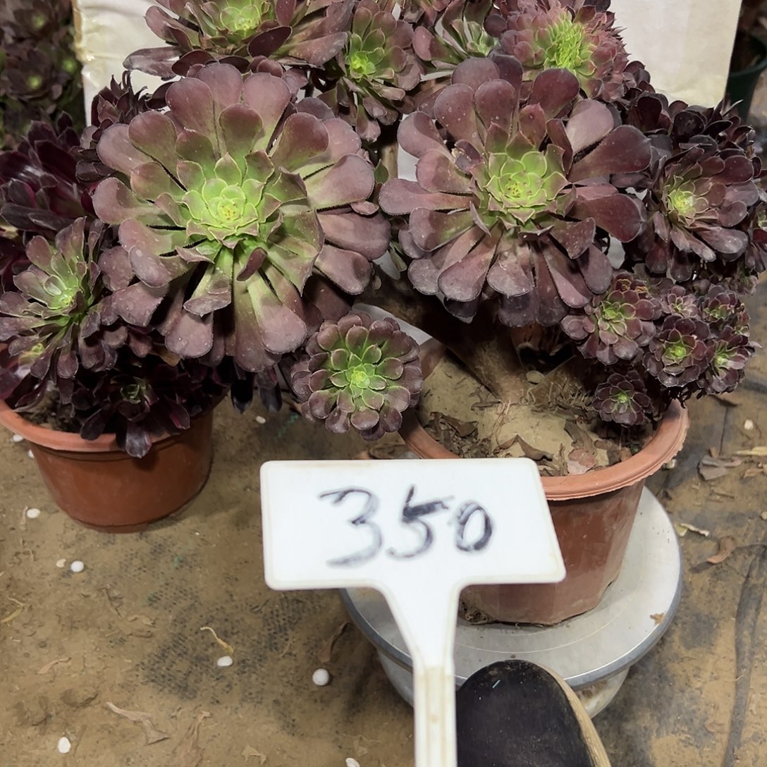 多肉植物铜壶一体化350