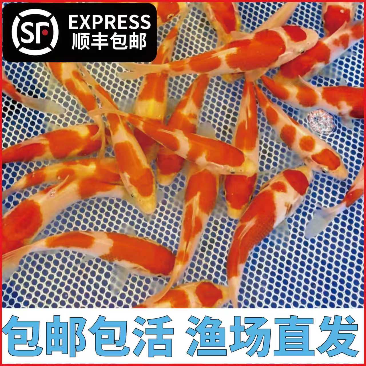 【马姐推荐】三选鱼苗7条15公分左右
