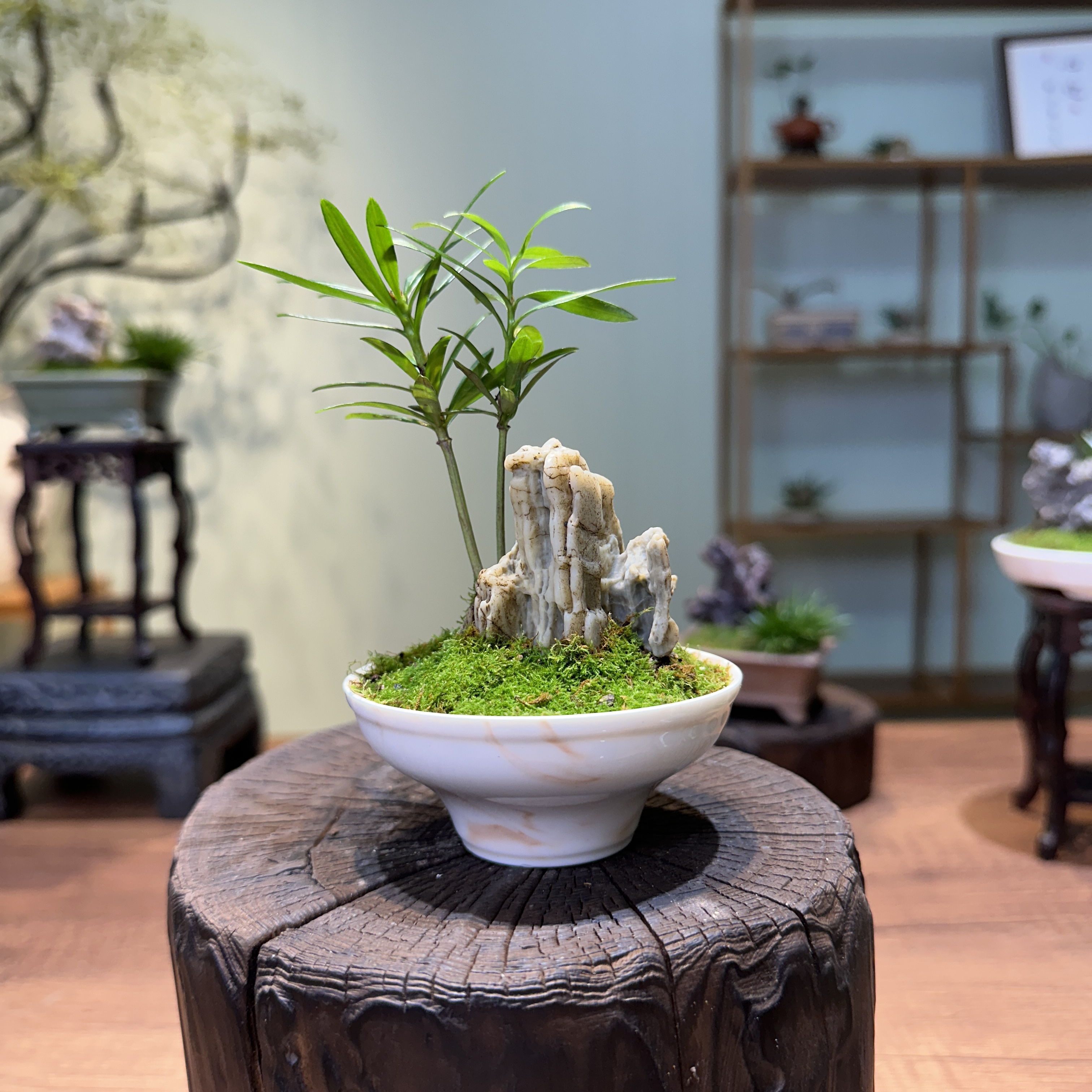 【白盆罗汉松】附石盆栽桌面禅意茶桌小微盆景室内好养易活绿植花卉