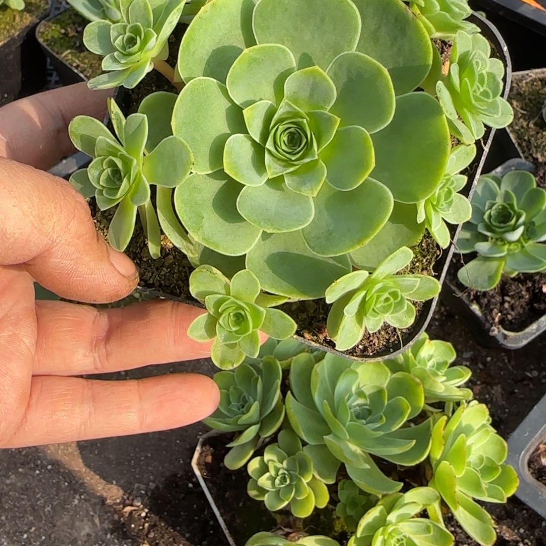 10厘米捧花玫瑰粉红色