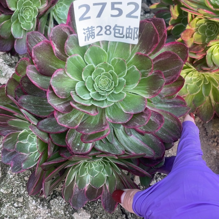 2752二号棚万花筒F