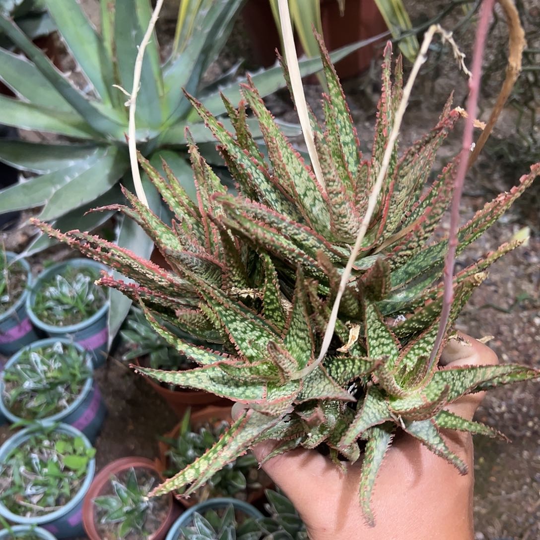 O***3园艺芦荟芦荟系列135