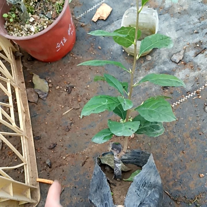 无花朵酱血嫁接苗