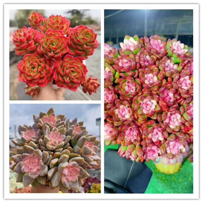 XP 完美仙子组合 多肉植物 好养  少水 基地直发