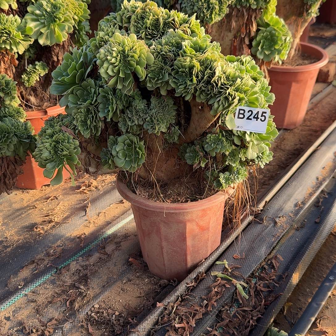 245绿缀微瑕一颗呀呀