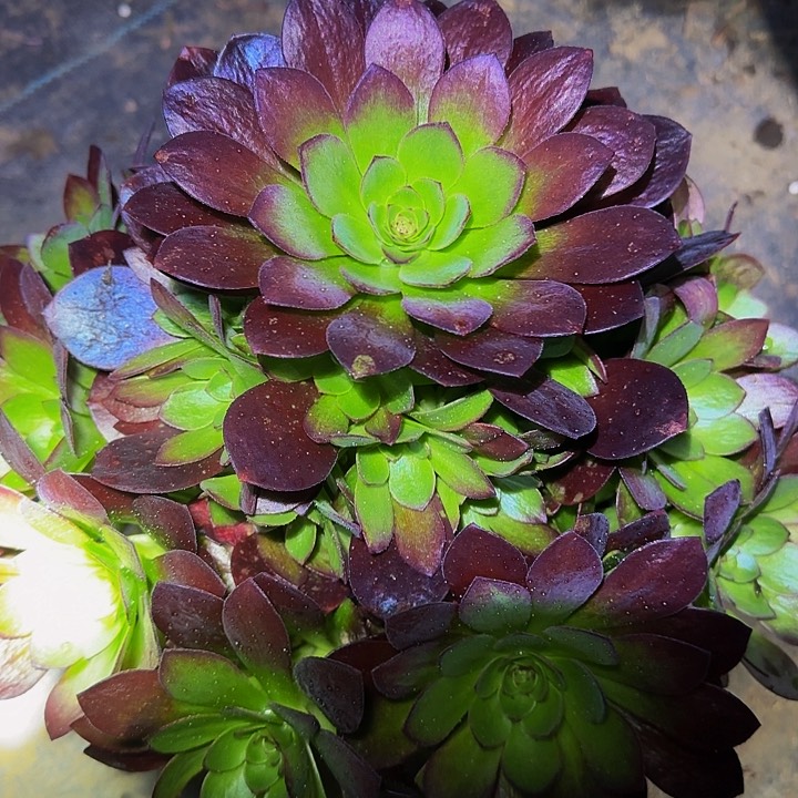 精品桃花石捧花特价福利