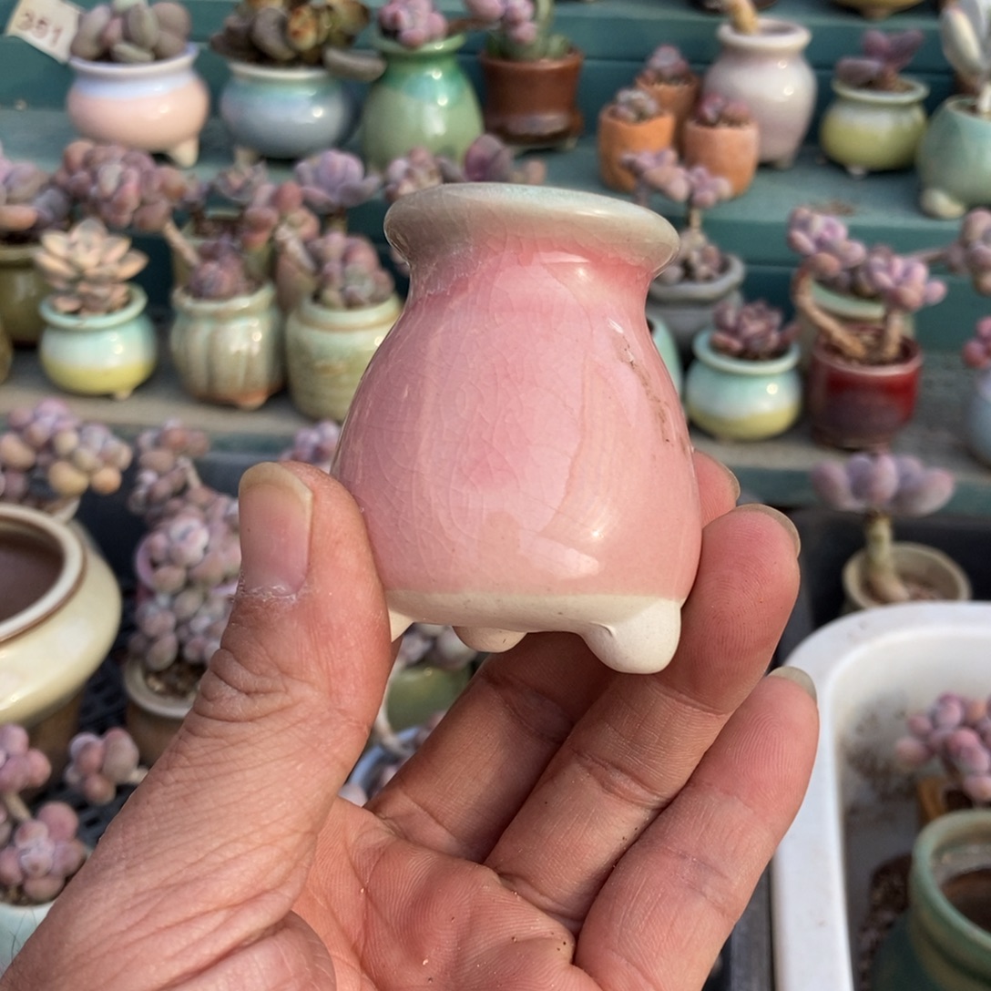 羚***主盆盆1个带盆发货发货