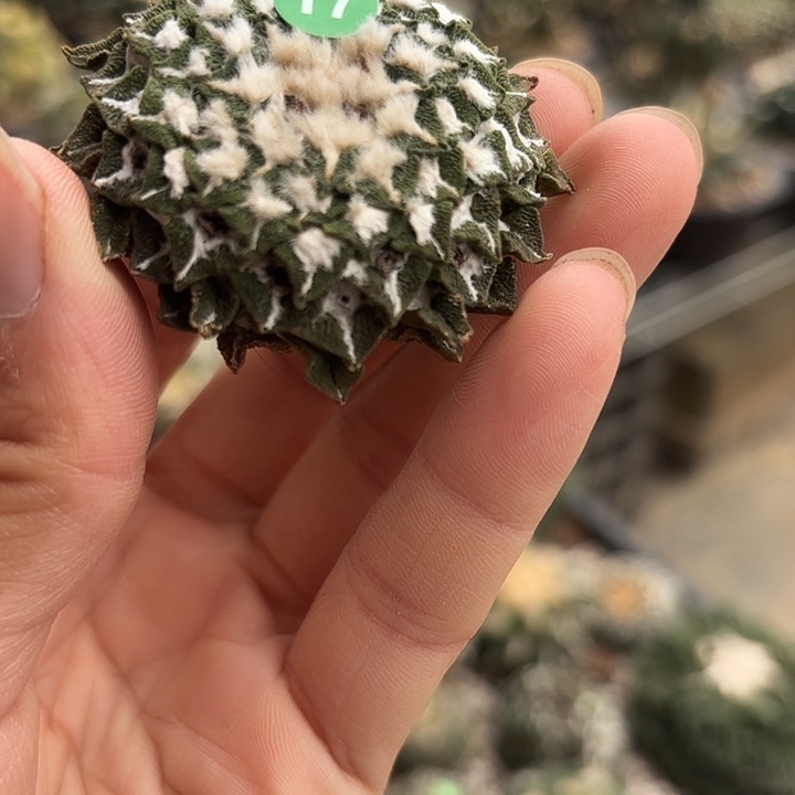 袖蒲苗接落地仙人球17
