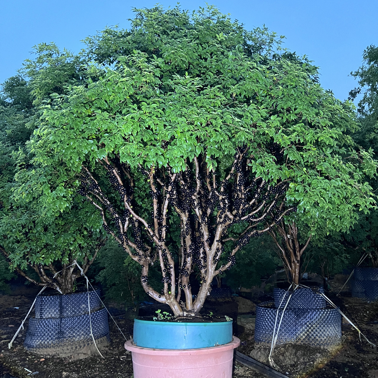 沙巴盆景一物一拍