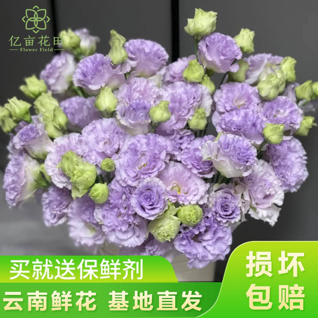 浅紫波浪洋桔梗【全店任意满两件发顺丰京东】云南家用新鲜鲜花直发