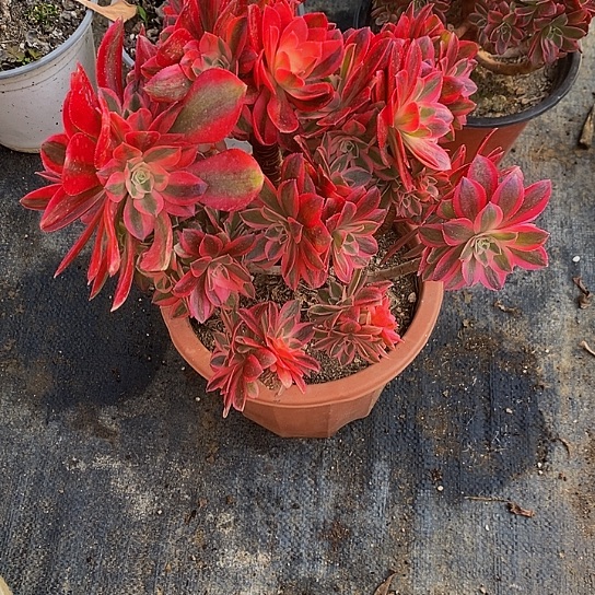 1842女巫多肉母本处理无售后