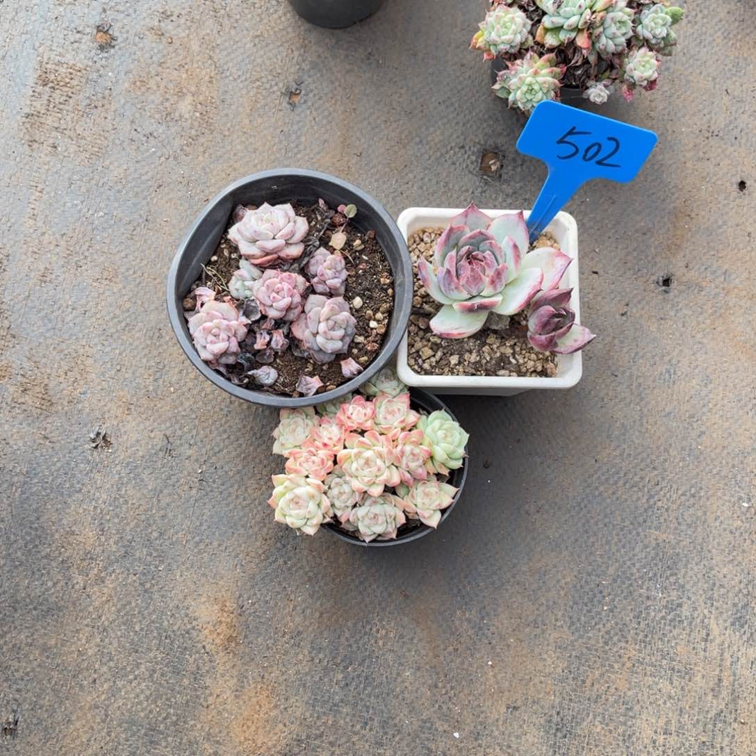 予****.502组合三颗多肉植物