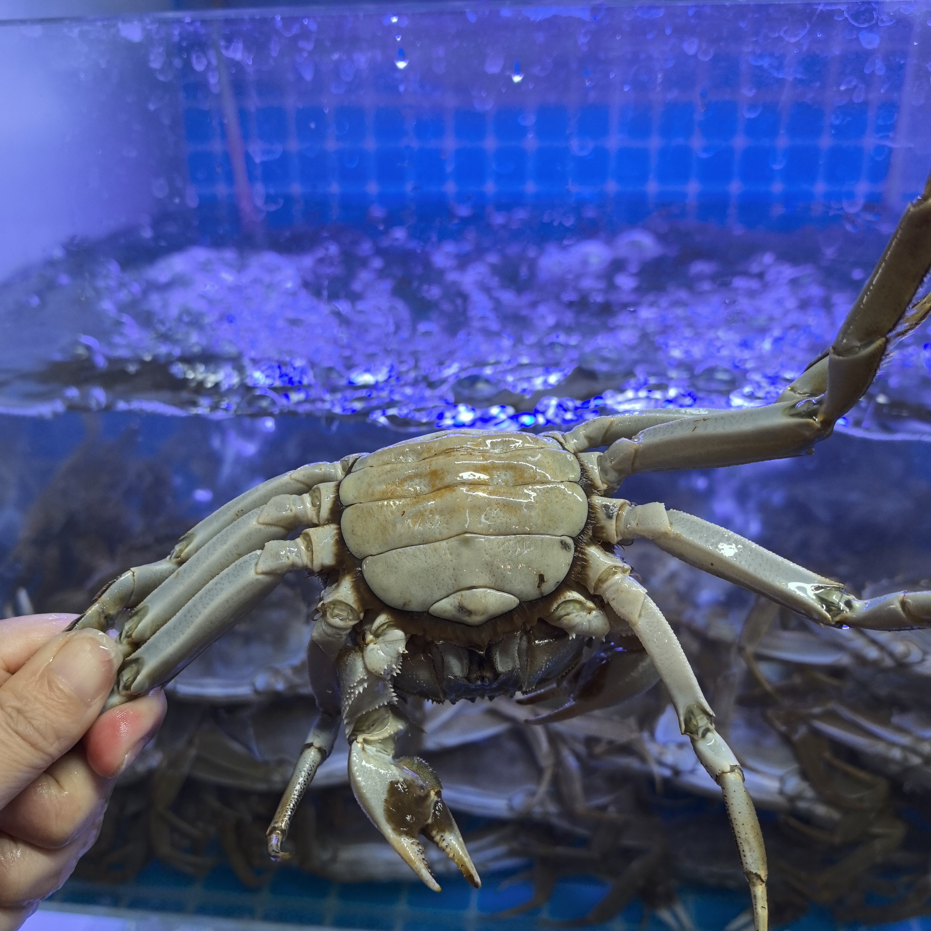 鲜活江苏大闸蟹全母2.5两140/公斤7-8只