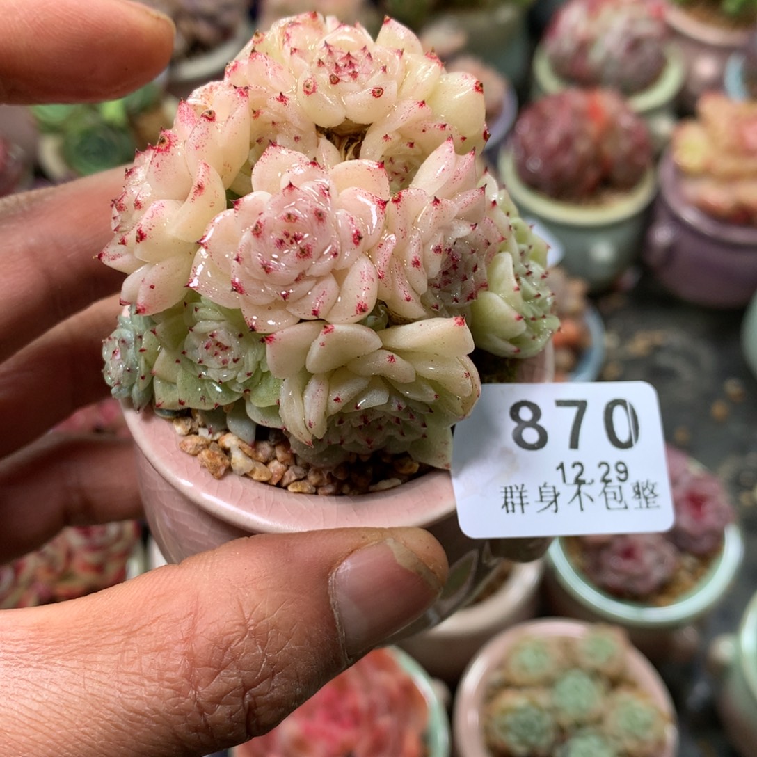 精控拇指盆12.29870