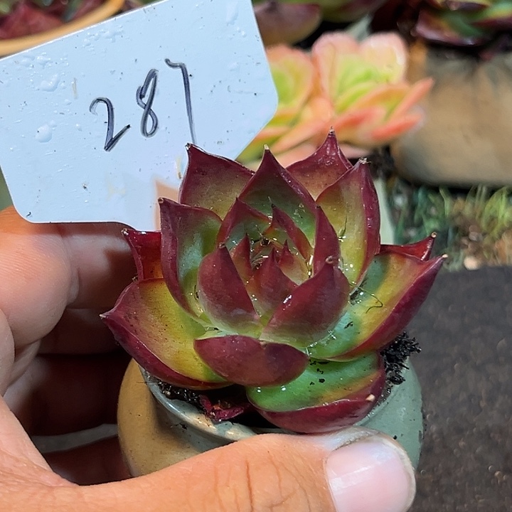 惊鸿一物一拍包装收缩花旱287