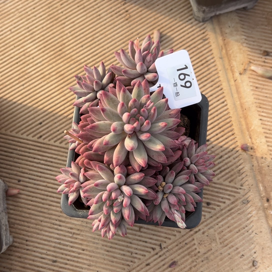 董****169、吃纯纯粹粹纯纯粹粹