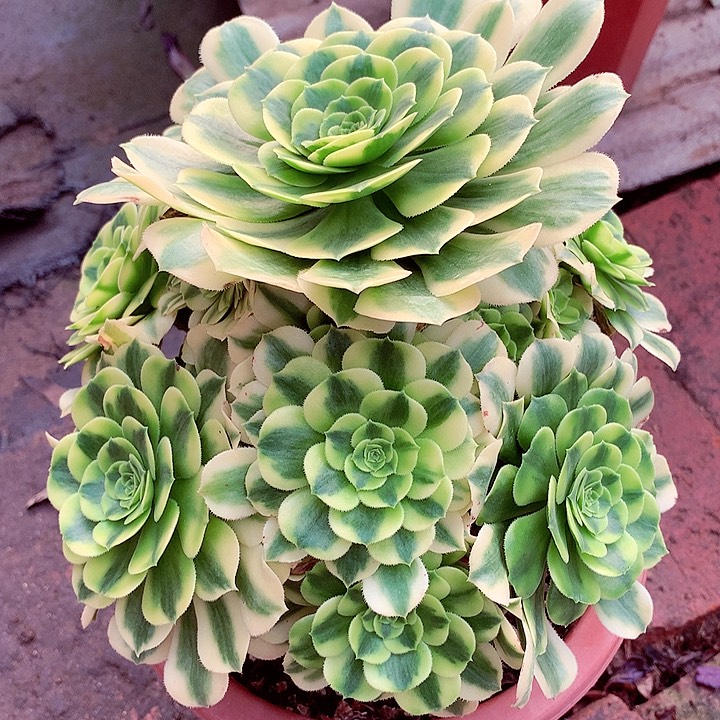 金丝的啊啊啊啊啊啊