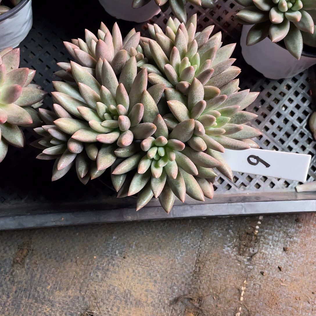 肩***蕾无砍朵朵红蜻蜓6号