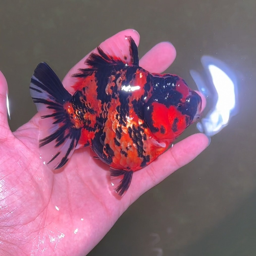 将军短尾狮兰寿水族观赏鱼顺丰到付免包装费