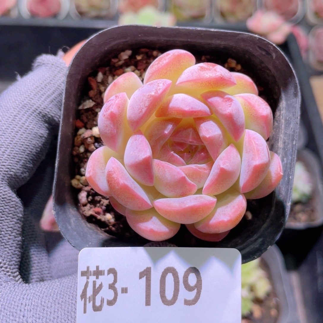 花利美3-109新品 