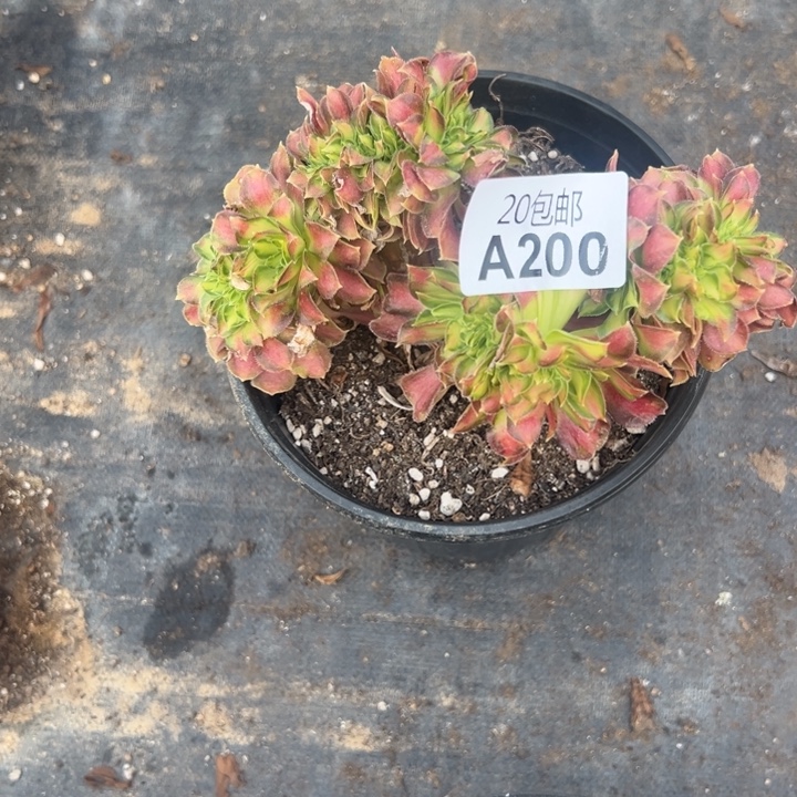 意***意多肉植物200不售后