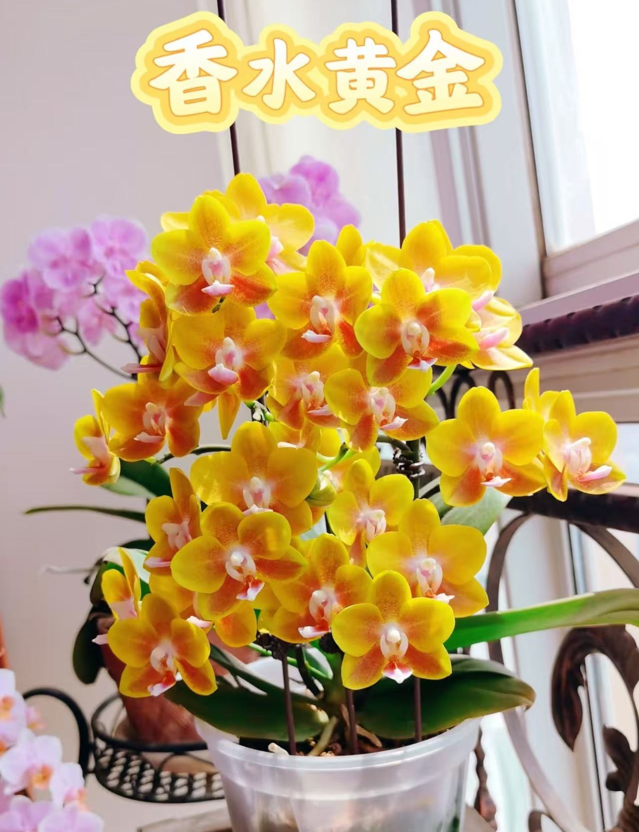 浓香型 贵族品种 3个花剑 【香水黄金】 蝴蝶兰