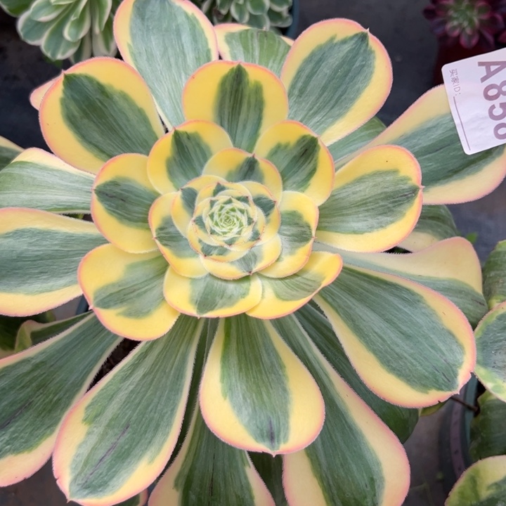 858王妃25厘米左右