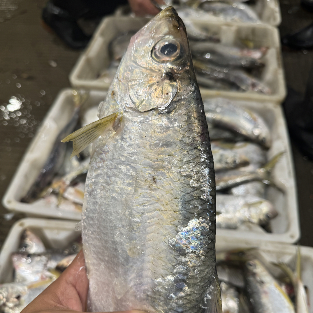 《4斤鳓鱼》东海野生海捕鳓鱼 白鳞鱼 海鲜水产，全国顺丰包邮